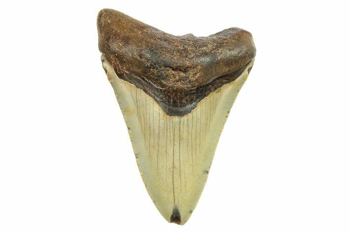 Fossil Megalodon Tooth - North Carolina #298839